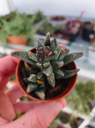 Suculentas y cactus