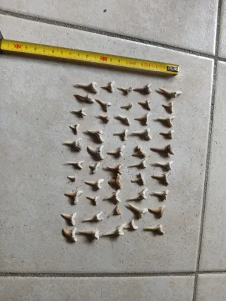50 Denti di Squalo Fossili