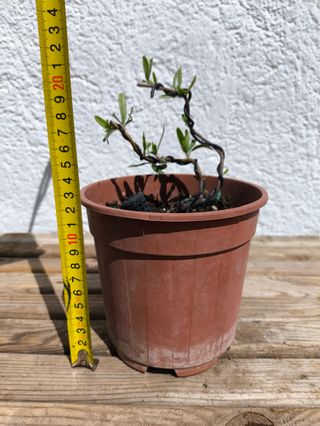 Prebonsái Pyracantha