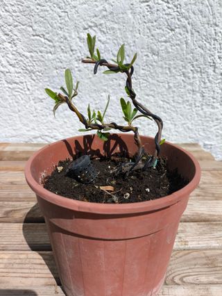 Prebonsái Pyracantha