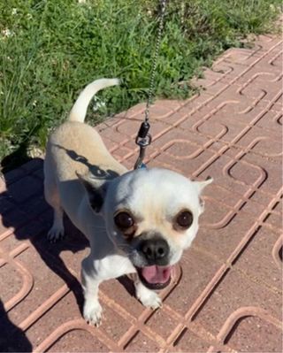 Cuidadora de mascotas, profesora de inglés, niñera