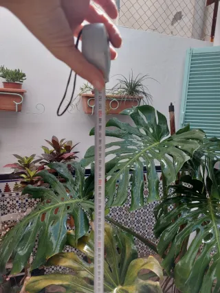 Monstera 1,50 metros