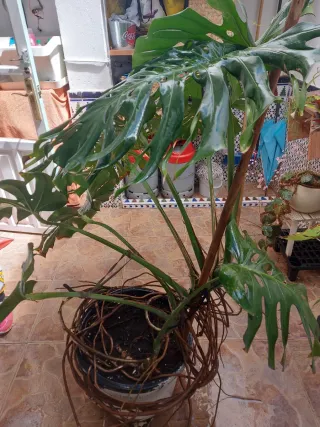 Monstera 1,50 metros