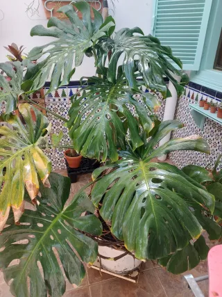 Monstera 1,50 metros