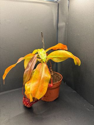 Nepenthes gaya adulta