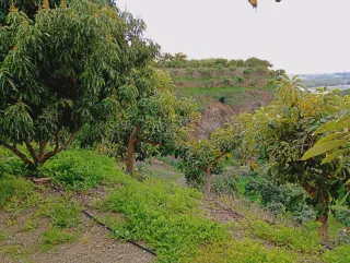Finca con casa y almacén