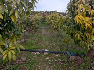 Finca con casa y almacén