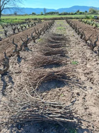 Gavillas de sarmientos medianas