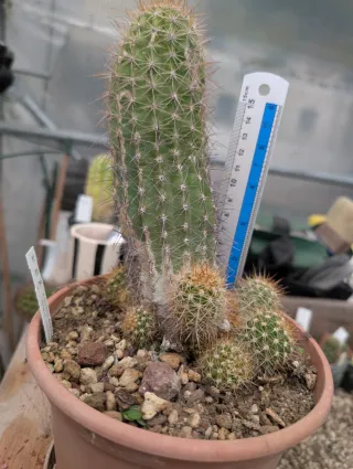 Trichocereus 11-11
