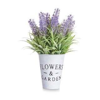 6 Lavanda Inermedia