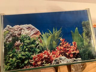 Fondo acuario plantas y roca