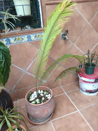 Planta palmera  en maceta