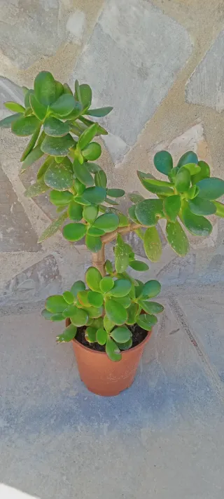 Planta Jade