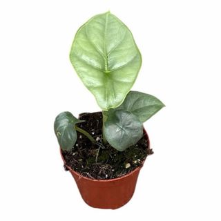 Alocasia Puncak Borneensis Pequeña