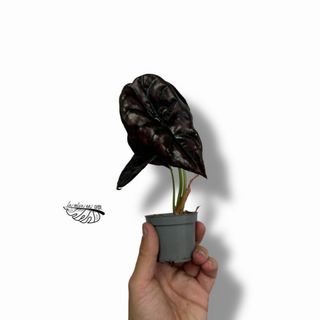 Alocasia cuprea Red Secret MINI