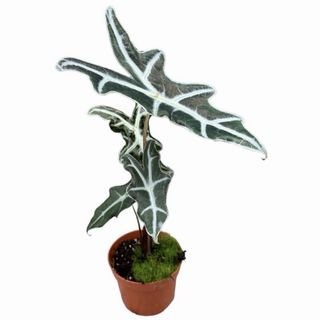 Alocasia Nobilis MEDIUM