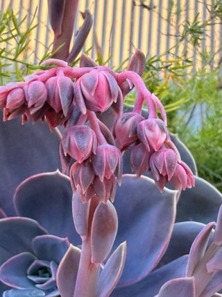 Echeveria Perle von Nürnberg con maceta