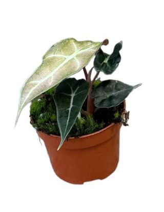 Alocasia Polly Variegata Pequeña