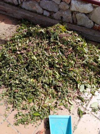 Jardinero en Cádiz