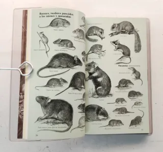 Mamíferos. Gran guía de la naturaleza .