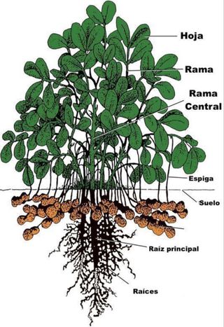 Semillas Cacahuete Cacaua 250g
