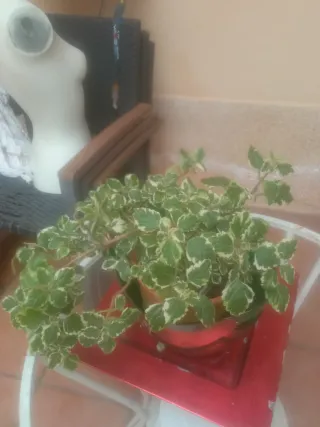 Planta de interior/exterior variegada