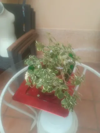 Planta de interior/exterior variegada