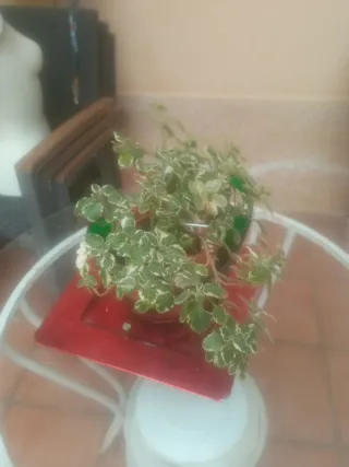 Planta de interior/exterior variegada