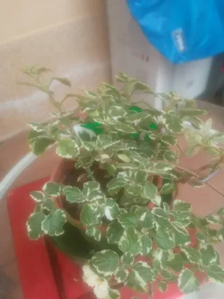 Planta de interior/exterior variegada