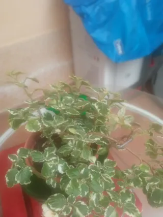Planta de interior/exterior variegada