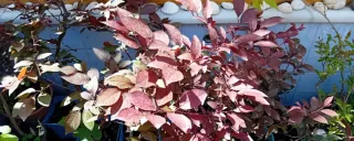 Bonsái Prunus