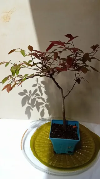 Bonsái Prunus