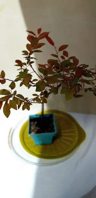 Bonsái Prunus