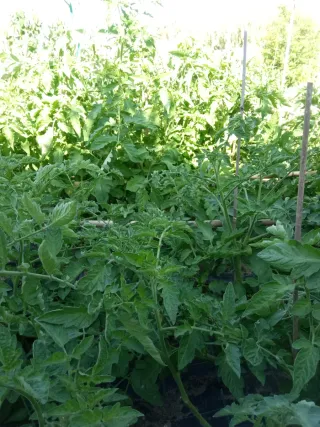 Pack Plantas Tomate y Plantas de Pimientos