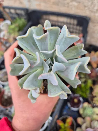 Echeveria Runyonii