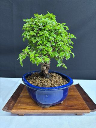 Bonsai Zelkova Nire