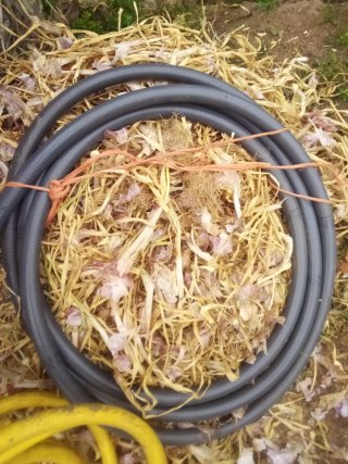 Bomba de agua 31cc Genergy SGHOHV 4 T.+2 mangueras
