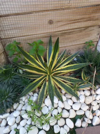 Agave lophantha Quadricolor