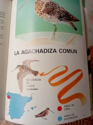 FAUNA CINEGETICA ESPAÑOLA