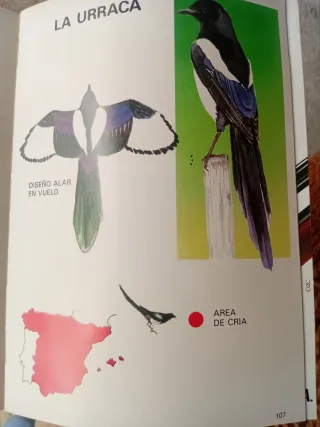 FAUNA CINEGETICA ESPAÑOLA