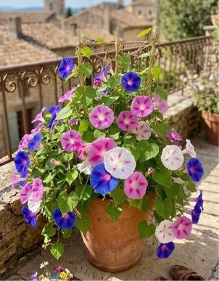 Semillas Dondiego de Día colores Variados