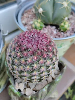 Echinocereus regidissimus en maceta groot