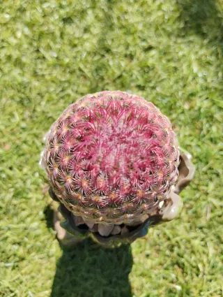 Echinocereus regidissimus en maceta groot