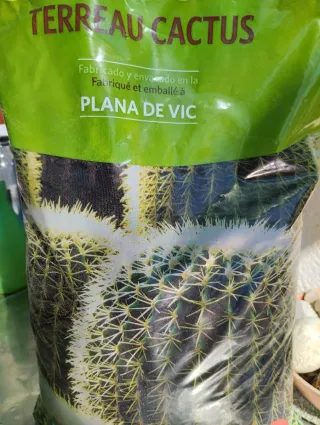 Echinocereus regidissimus en maceta groot