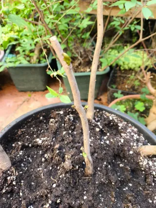 Wisteria sinensis. Glicina.  Glicinia...