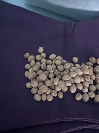 Saco térmico de granos de cereza 7,5 kg regalo 31