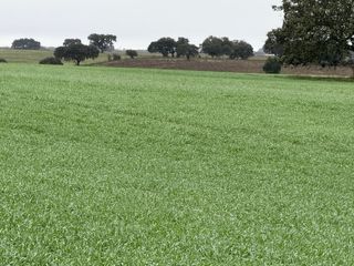 Finca rústica, tierra de secano
