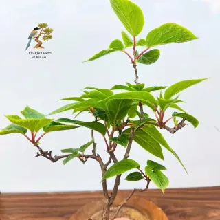 Mini bonsai Kiwi enano