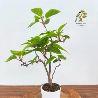 Mini bonsai Kiwi enano