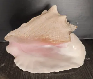 Caracola natural  grande para decorar Acuarios